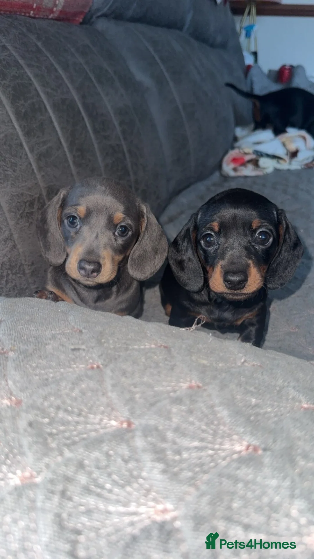Miniature Dachshund dogs for sale: 2 gorgeous little girls left sliver and a blue  - Advert 1