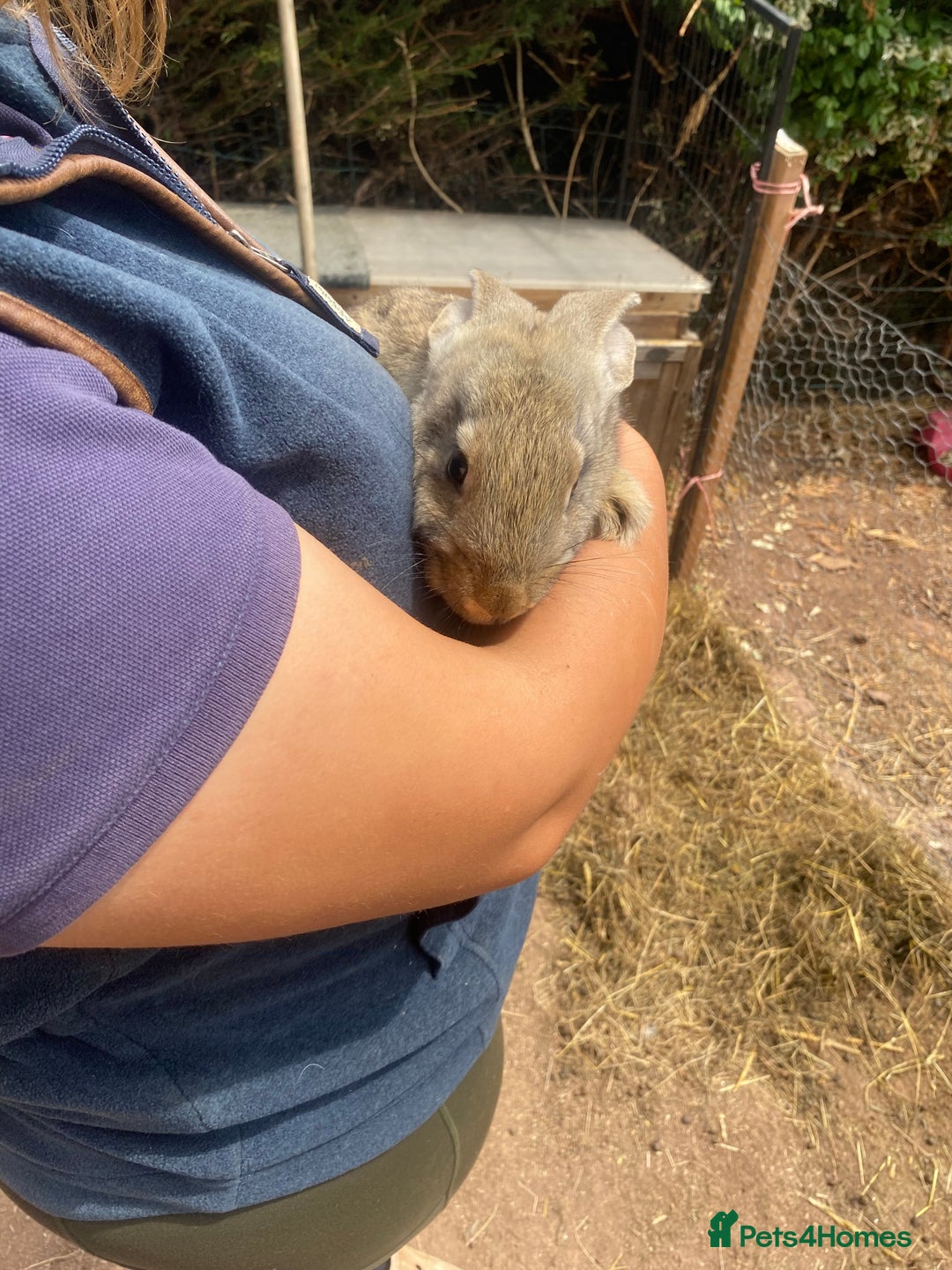 Continental Giant rabbits for sale: Continental giant - Image 9