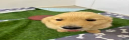 Golden Retriever dogs for sale: Superb Golden Retriever Pup, Kc registered  - Advert 4