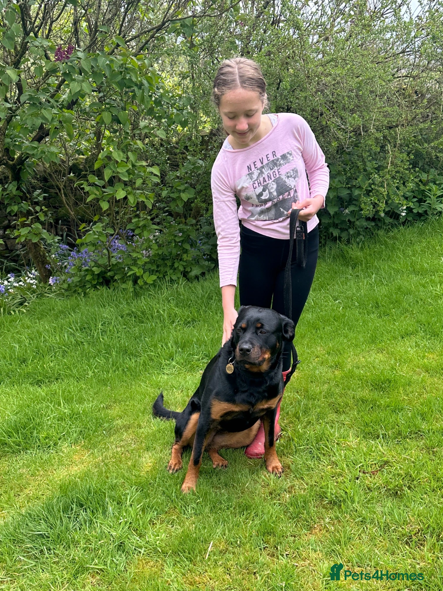 Rottweiler dogs Beautiful Family Rottweiler Girl Adult  - Advert 2