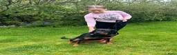 Rottweiler dogs for sale: Beautiful Family Rottweiler Girl Adult  - Advert 2