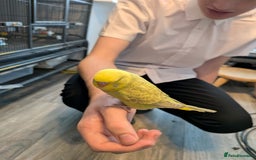 Budgerigars birds for sale: Budgie - Hand Tamed Baby Budgie  - Image 4