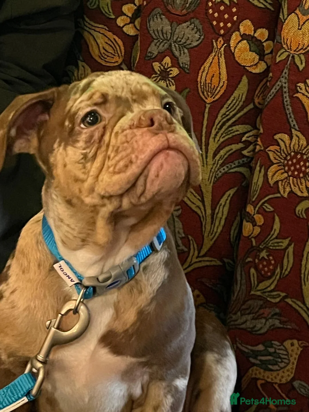 Olde English Bulldogge dogs for stud: Olde English bulldog stud  - Advert 2