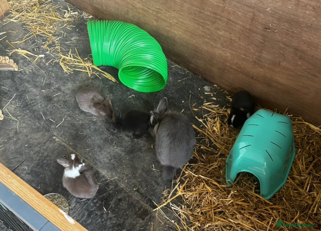 Mini Lion Lop rabbits for sale: 🩷🩵 4 Double mane mini lionlops 🩵🩷 - Advert 6