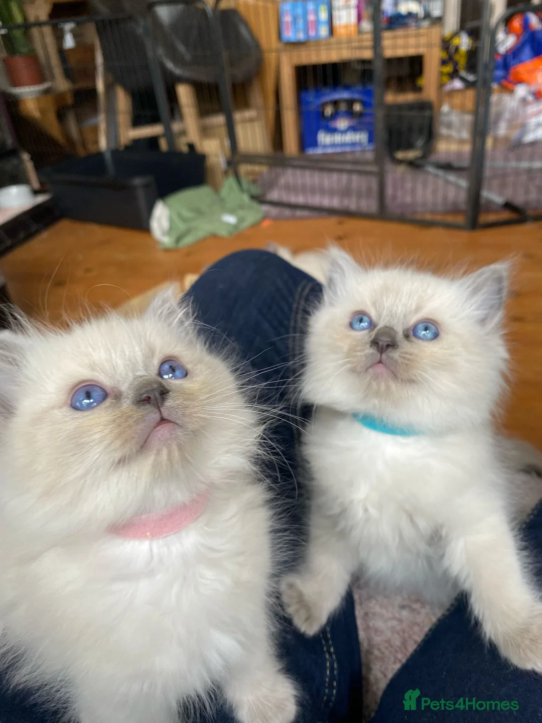 Ragdoll cats for stud: GCCF Reg. Blue point mitted Ragdoll Stud - JEEVES - Advert 18