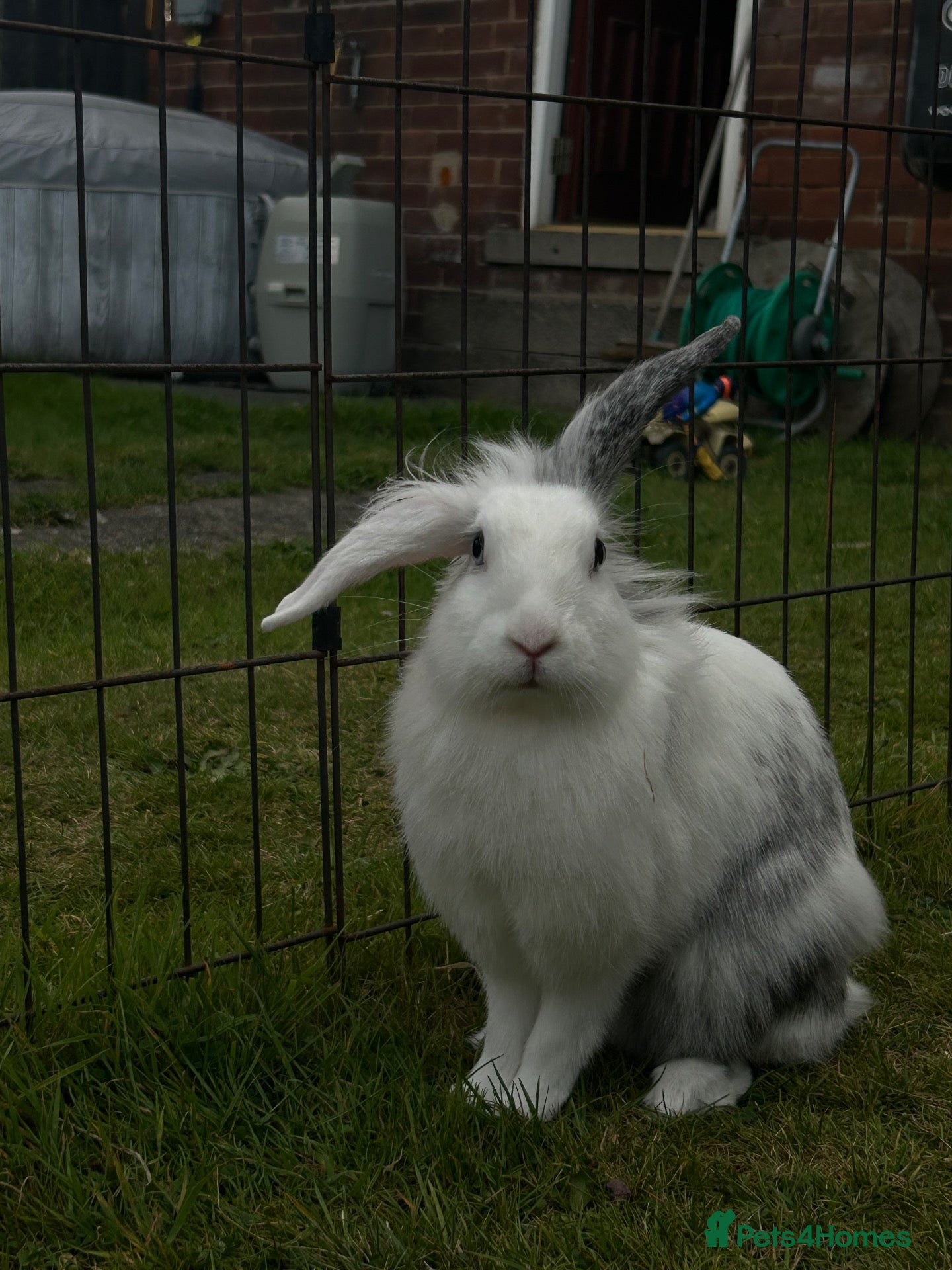 Lionhead rabbits Lionhead female - Advert 2
