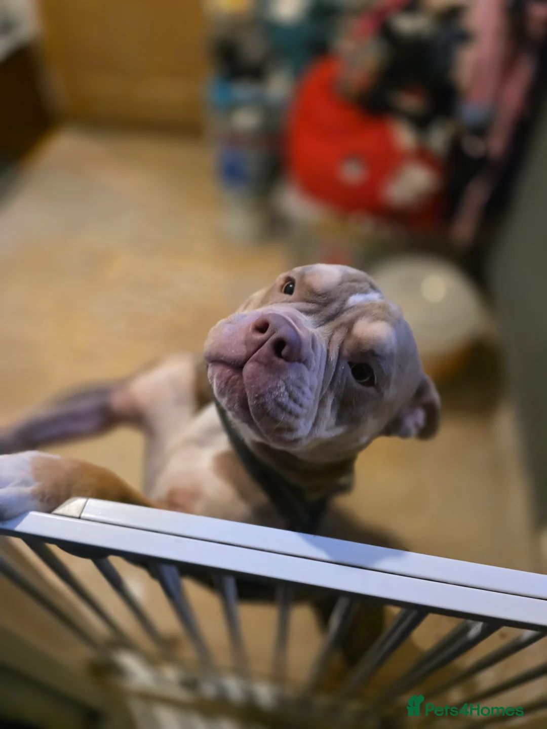 Shorty Bull dogs for sale: Beautiful exotic - pocket bully  - Advert 2