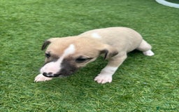 Whippet dogs for sale: Whippet puppies beautiful colours - Image 18