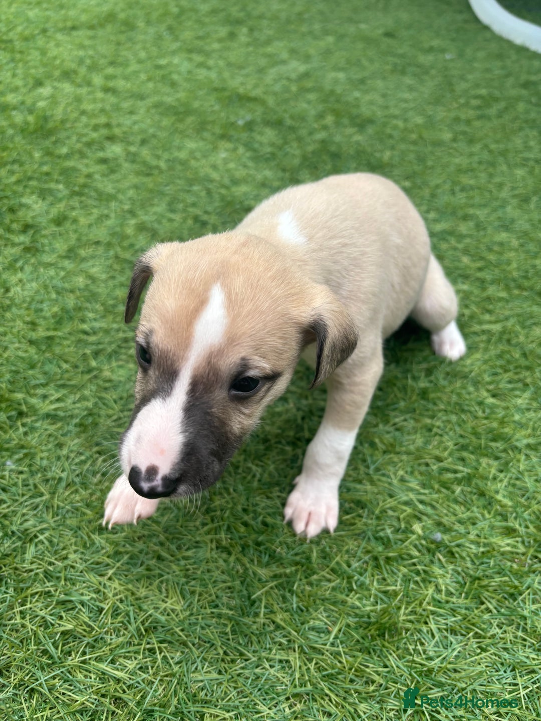 Whippet dogs for sale: Whippet puppies beautiful colours - Image 18