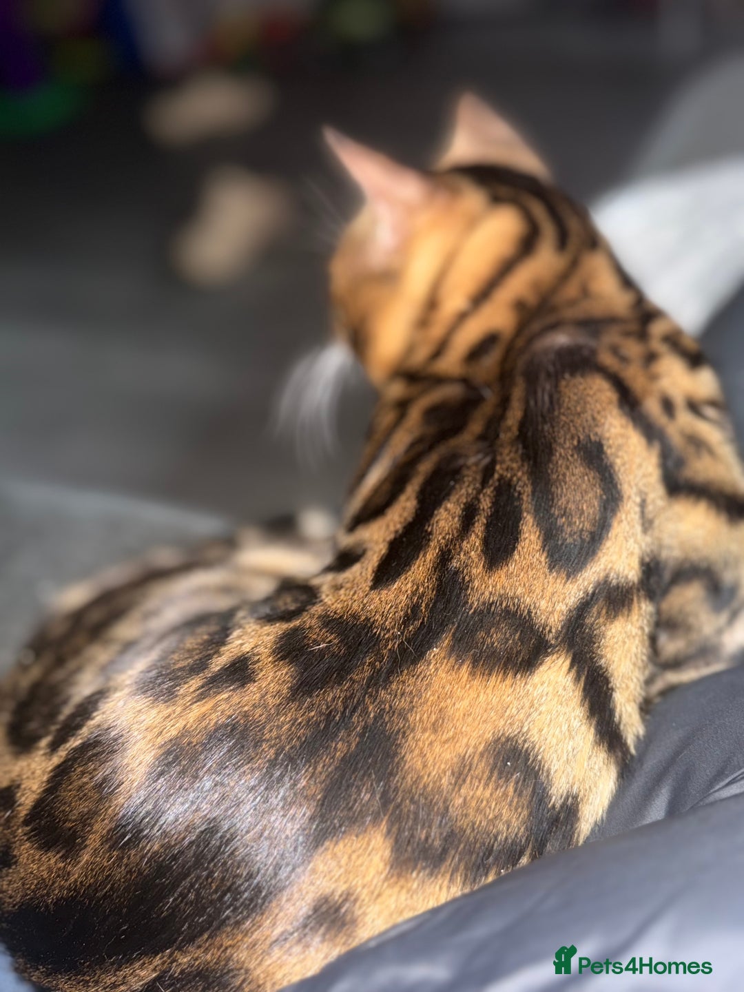 Bengal cats for sale: Pedigree Bengal Kitten 💙 - Advert 10