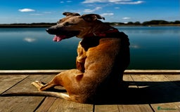 Mixed Breed dogs for sale: Urgent Rehoming, Bruno - Image 4