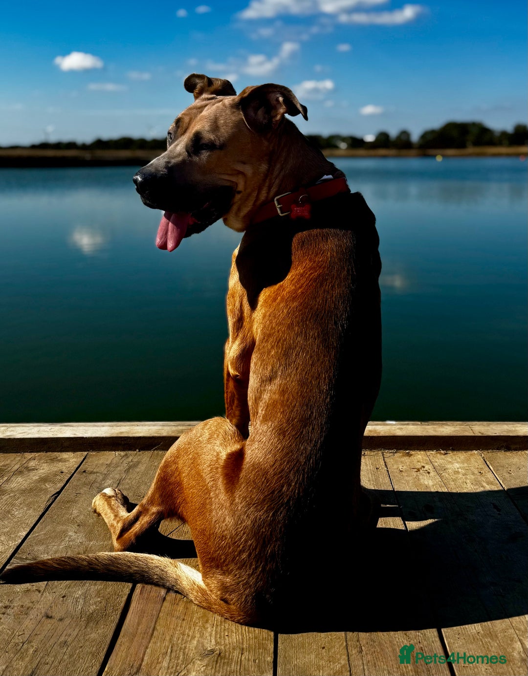 Mixed Breed dogs for sale: Urgent Rehoming, Bruno - Image 4