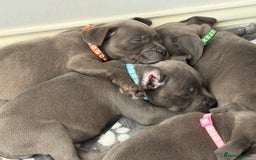 Staffordshire Bull Terrier dogs for sale: Beautiful Babies Ready to Leave  - Image 4