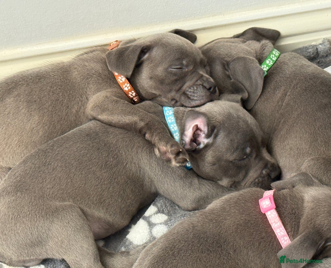 Staffordshire Bull Terrier dogs for sale: Beautiful Babies Ready to Leave  - Image 4