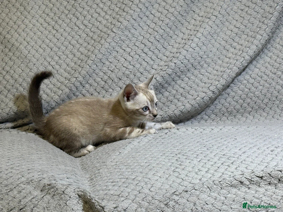 Bengal cats for sale: Bengal tiger kittens  - Advert 6