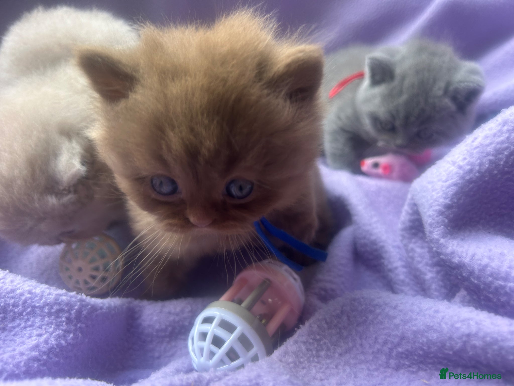 British Longhair cats Chunky BLH Chocolate Boy - Advert 8