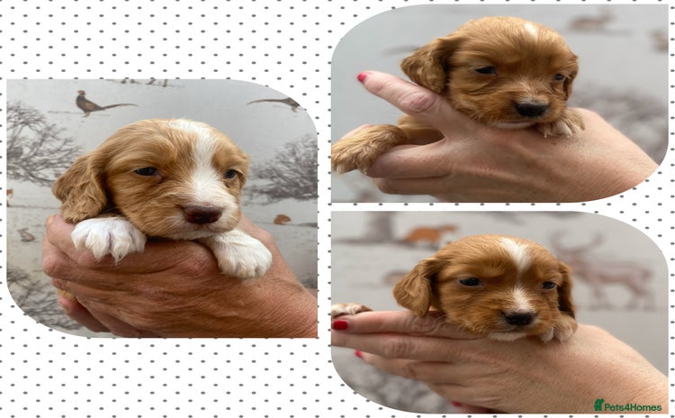 Cocker Spaniel dogs - Advert 1