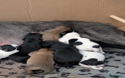 Mixed Breed dogs for sale: Pups for sale - Image 2