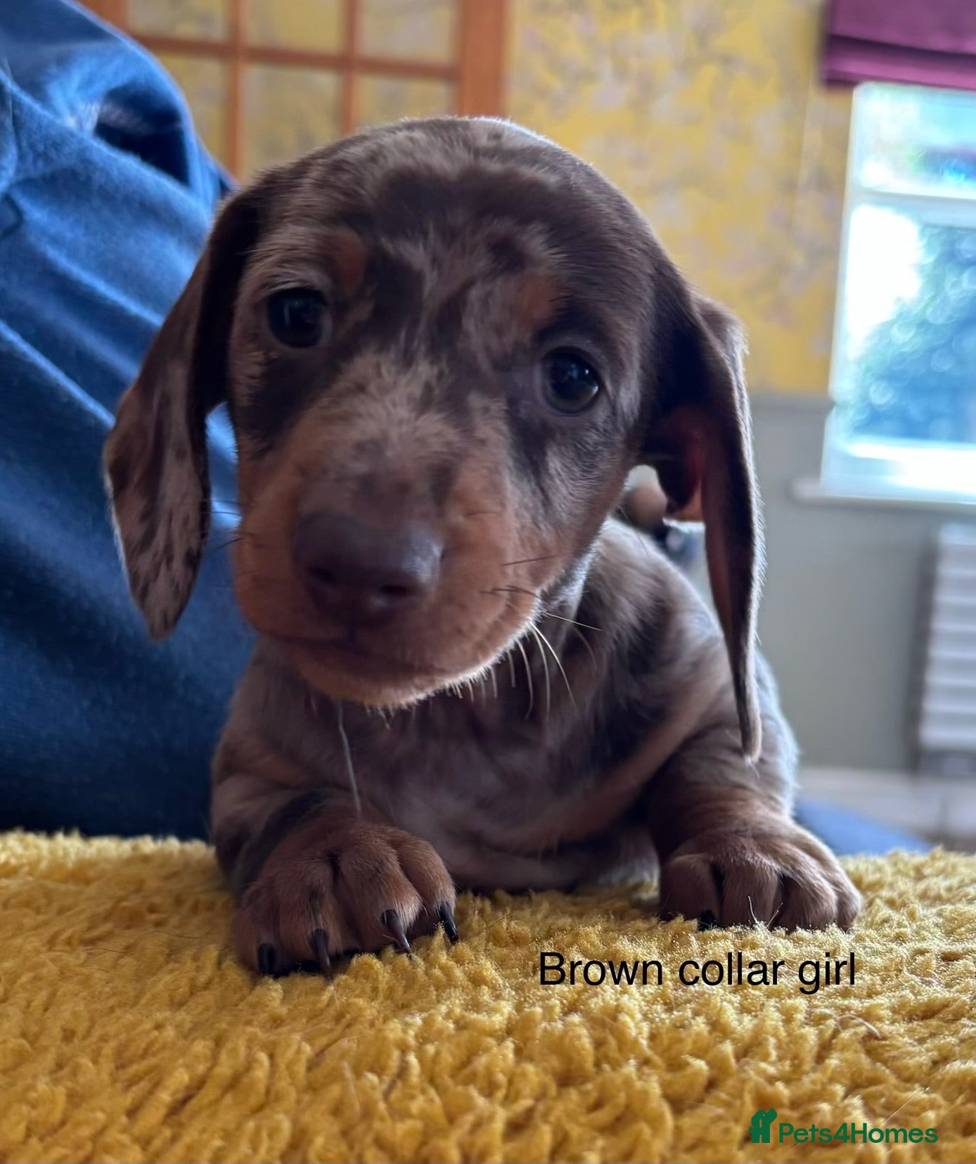 Miniature Dachshund dogs Gorgeous Litter of Miniature Dachshund Puppies - Advert 1