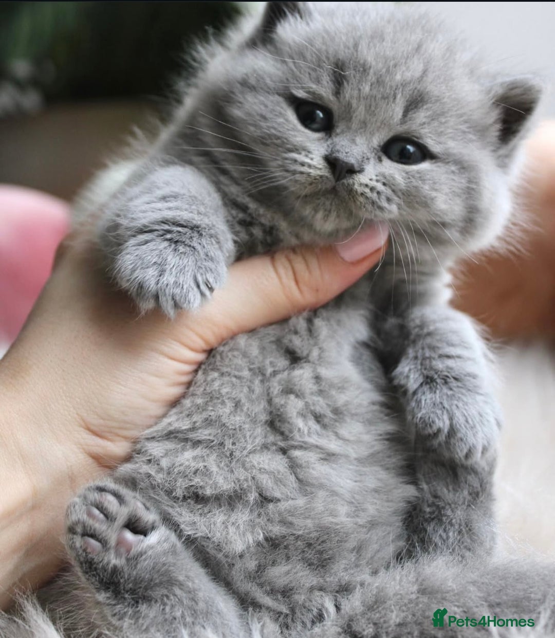 British Shorthair cats for sale: Fluffy British Blues. - Image 3