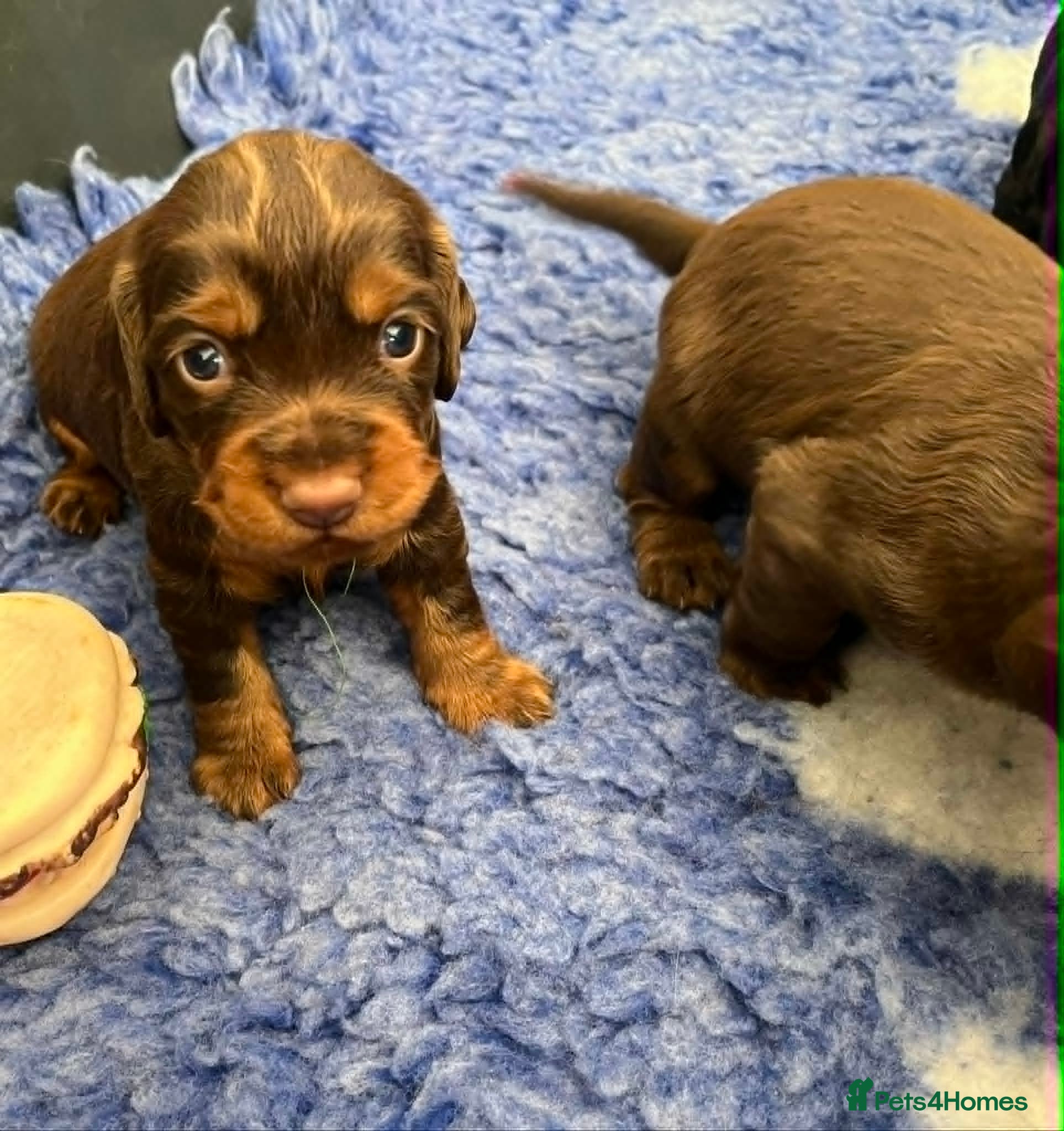 Cocker Spaniel dogs 🏆 🐾 Only 2 pups remaining! 🐾 - Advert 2