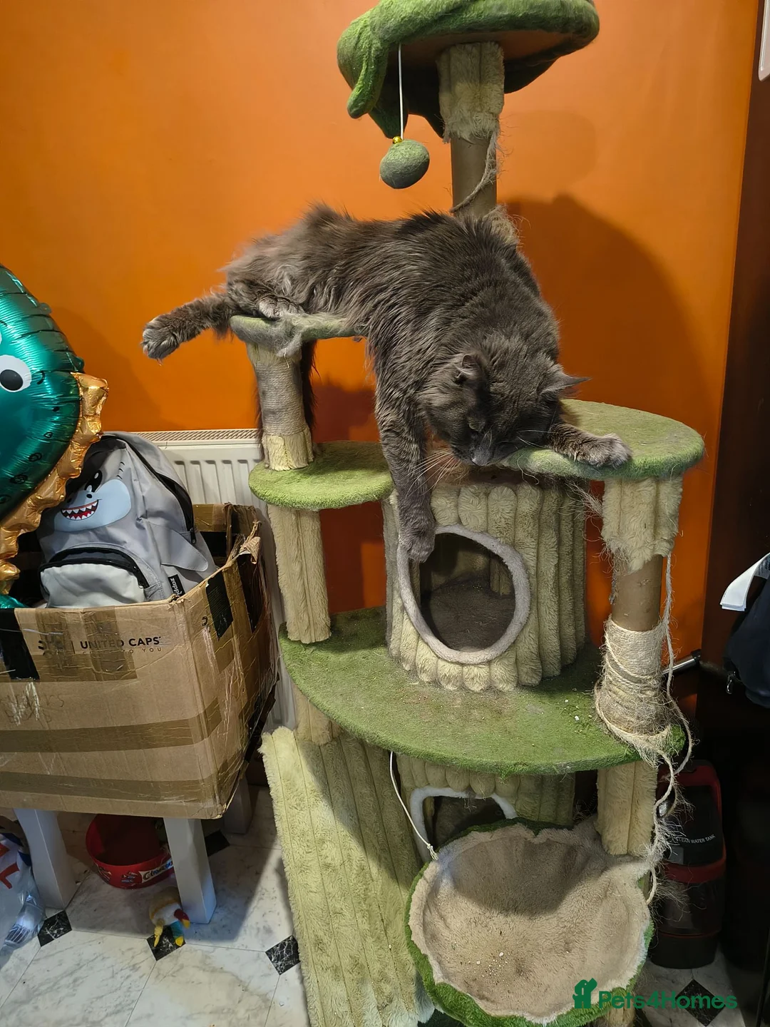 Maine Coon cats for sale: Blue male Maine coon in Blaenau Ffestiniog - Advert 2