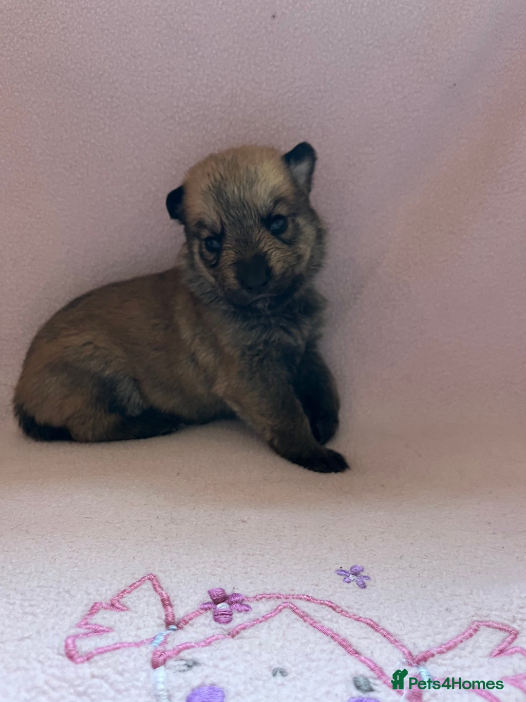 Mixed Breed dogs for sale: belgian malinois mix cross German shepherd  - Advert 19