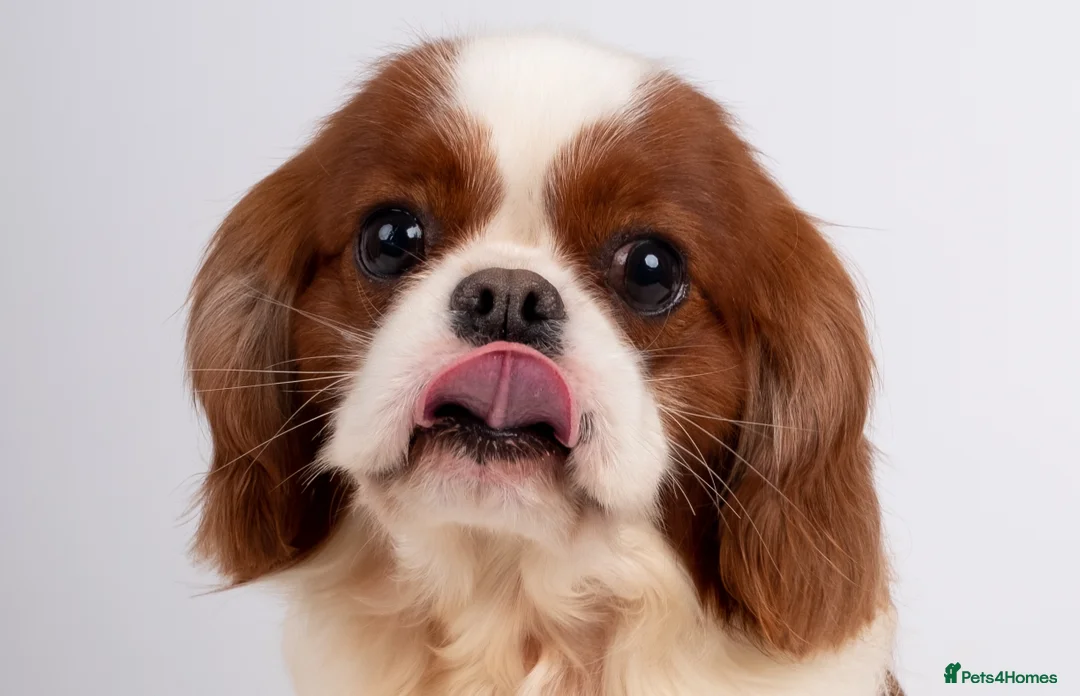 Cavalier King Charles Spaniel dogs for stud: KC EXCEPTIONAL IMPORTED HEALTH TESTED CAV STUD  in Hoddesdon - Advert 7