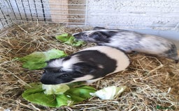 Guinea Pig rodents for sale: 2 Male guinea pigs and cage - Image 3