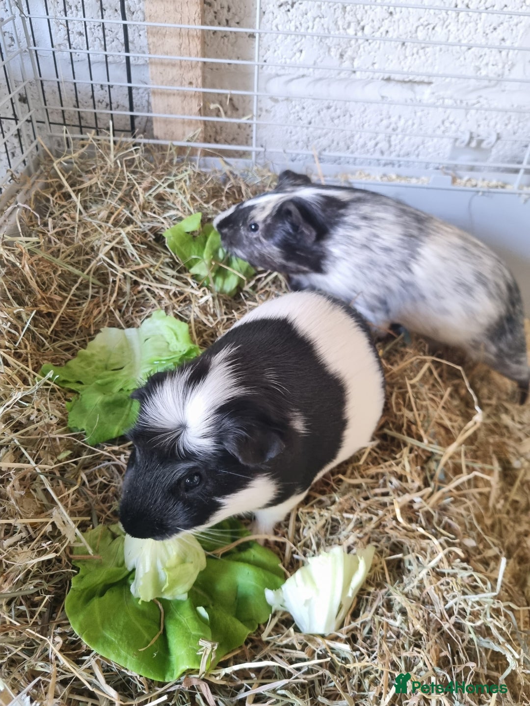 Guinea Pig rodents for sale: 2 Male guinea pigs and cage - Image 3