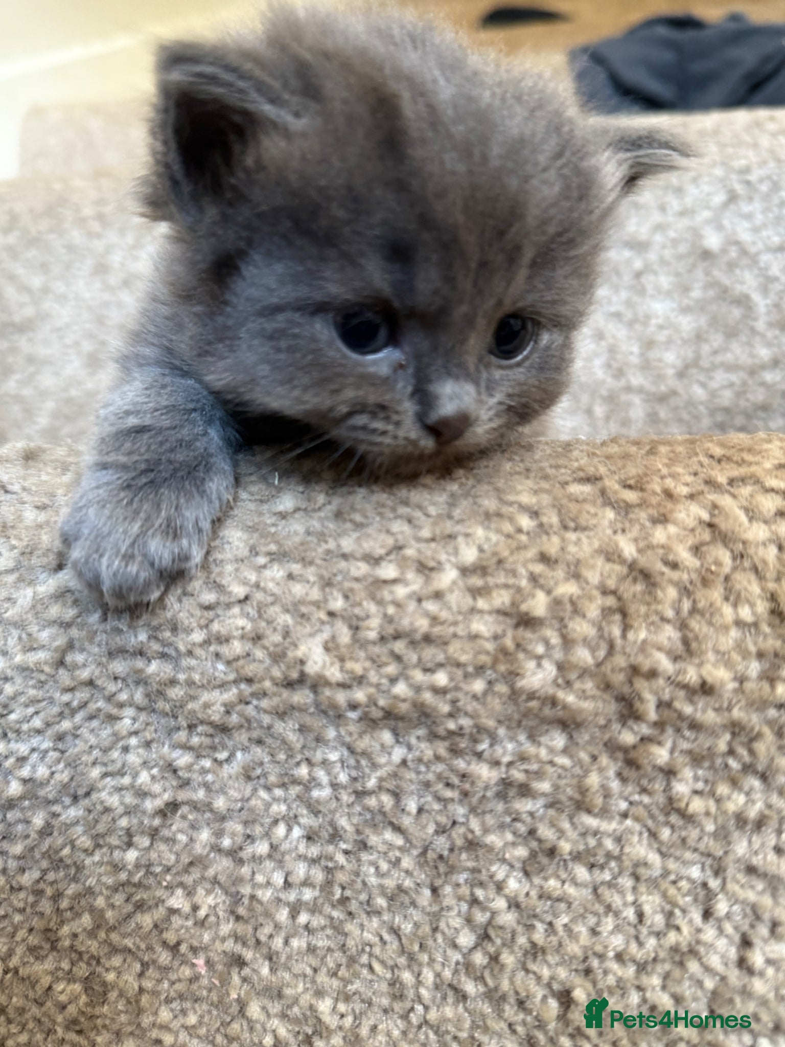 Ragdoll cats Ragdoll X Persian kittens - Advert 11