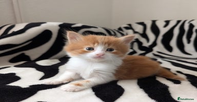 Mixed Breed cats - Advert 10