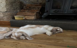 Mini Lop rabbits for sale: 🐰 Beautiful Mini Lop Bunnies 🐰 - Image 1