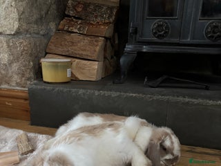 Mini Lop rabbits - Advert 19