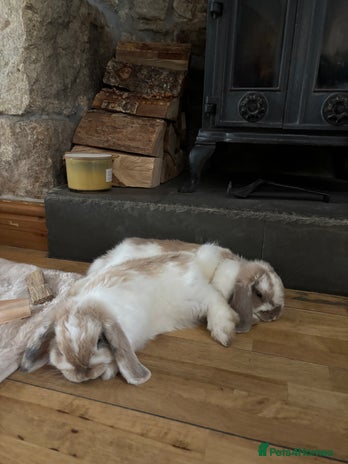 Mini Lop rabbits - Advert 3