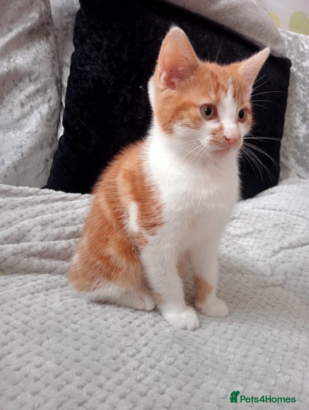 Mixed Breed cats for sale: GINGER & WHITE KITTEN LEFT NOW ONLY - Image 3