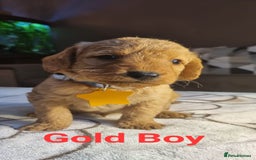 Labradoodle dogs for sale: Labradoodle Fox Red ❤️💞❤️Health check - Image 3