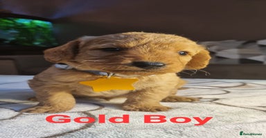 Labradoodle dogs - Advert 3