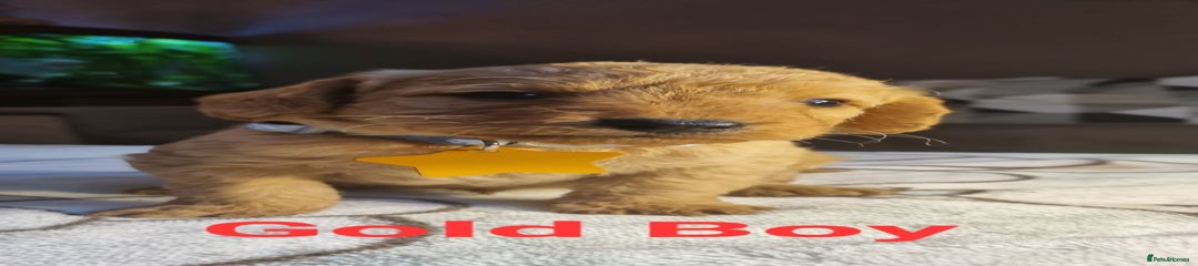 Gold Boy