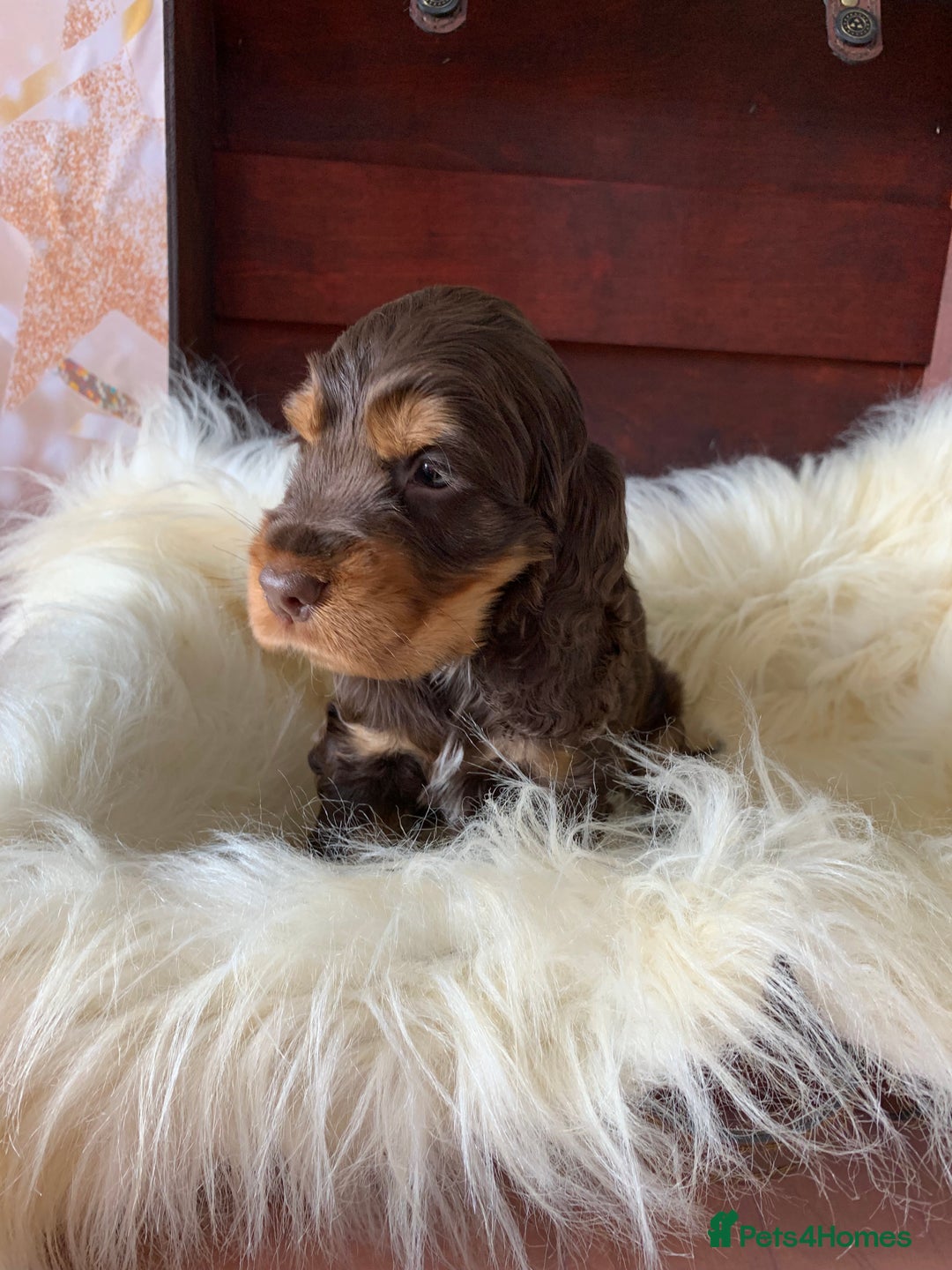 Cocker Spaniel dogs for sale: 5* LICENSED KC SHOW H/TESTED PUPPIES  - Image 6