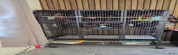 Ringnecks birds for sale: Indian ringneck parrot in Bristol - Advert 6