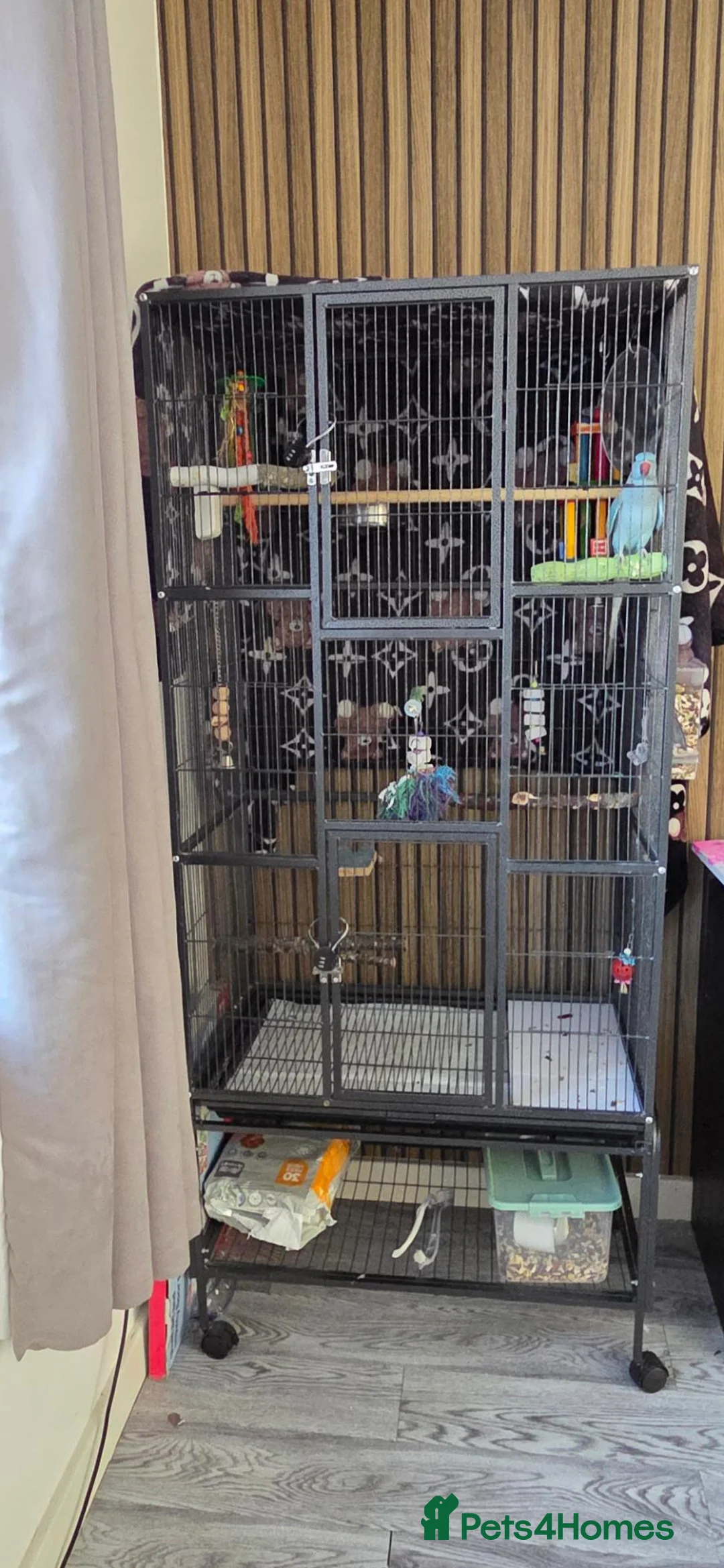 Ringnecks birds for sale: Indian ringneck parrot in Bristol - Advert 6