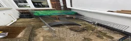 Mini Lop rabbits for sale: Mini Lop Rabbit - Advert 5