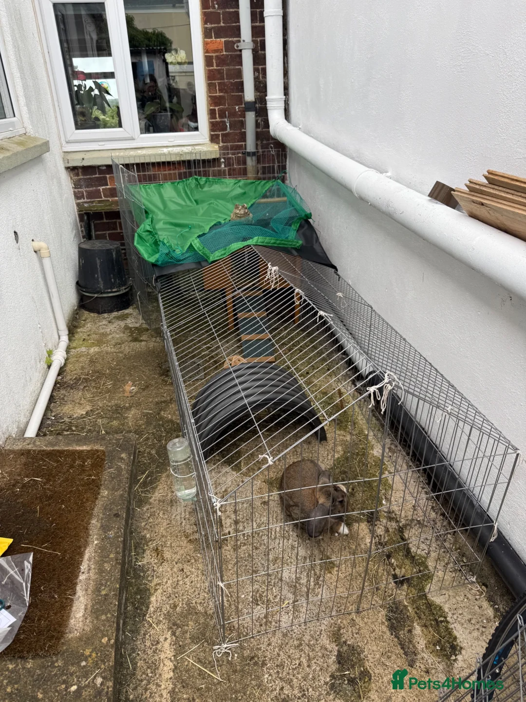 Mini Lop rabbits for sale: Mini Lop Rabbit - Advert 5