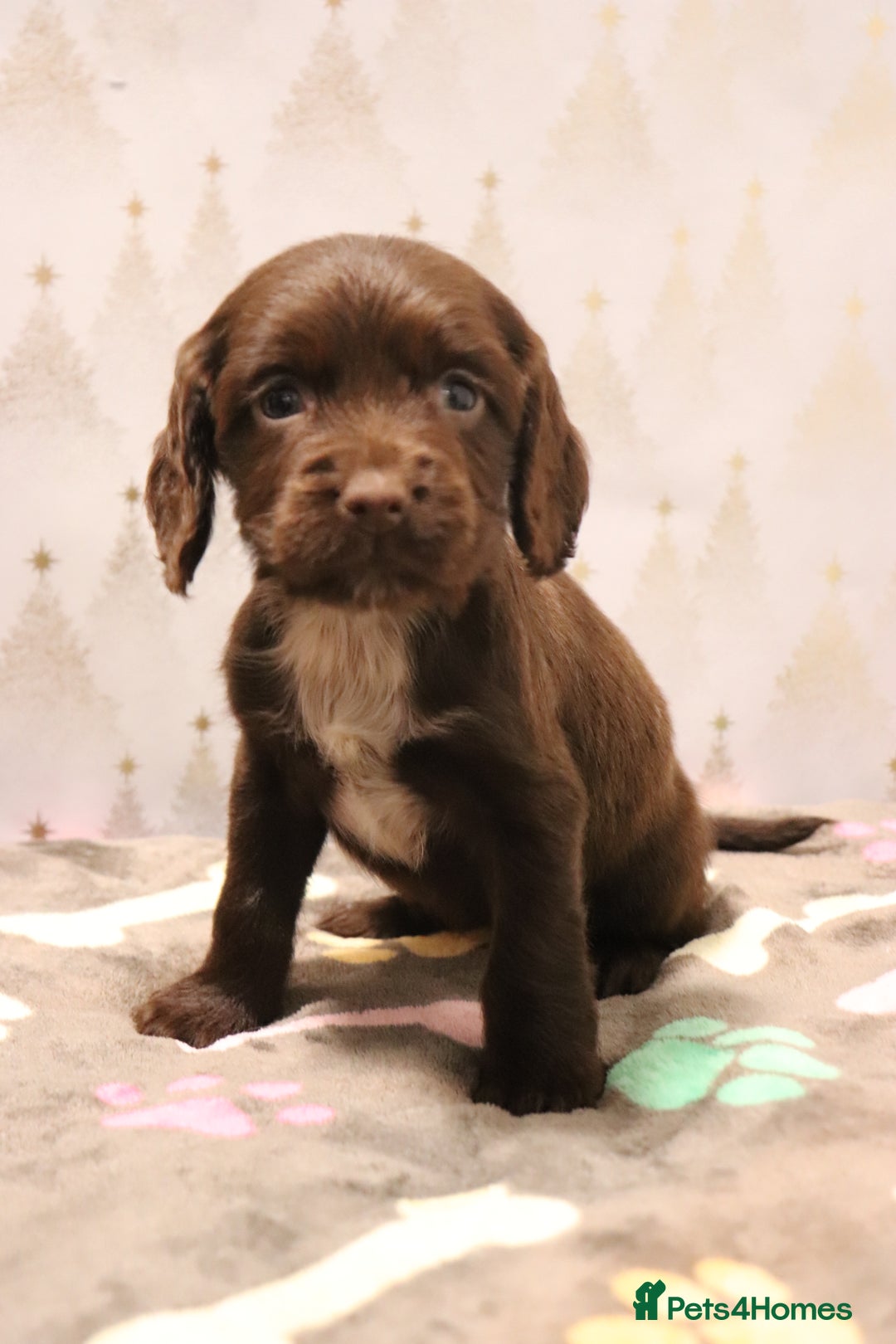 Cocker Spaniel dogs for sale: Fully Health Tested Cocker Spaniel Puppies  - Advert 30
