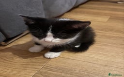 Mixed Breed cats for sale: Female tuxedos looking for forever homes - Advert 3
