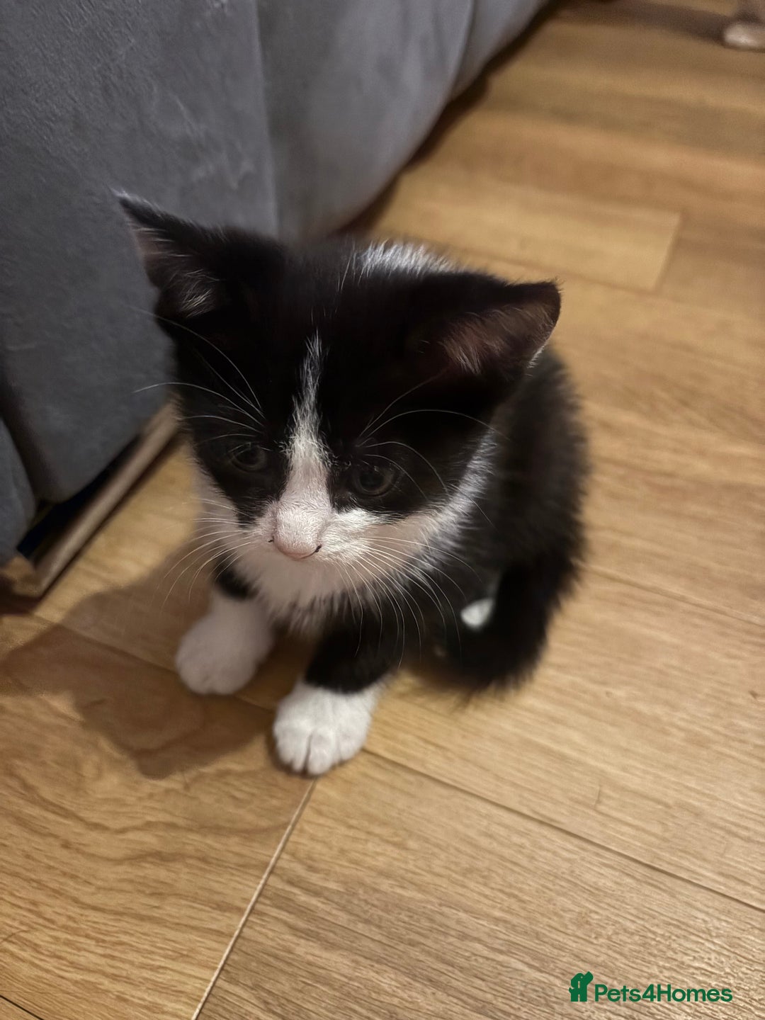 Mixed Breed cats for sale: Female tuxedos looking for forever homes - Advert 3