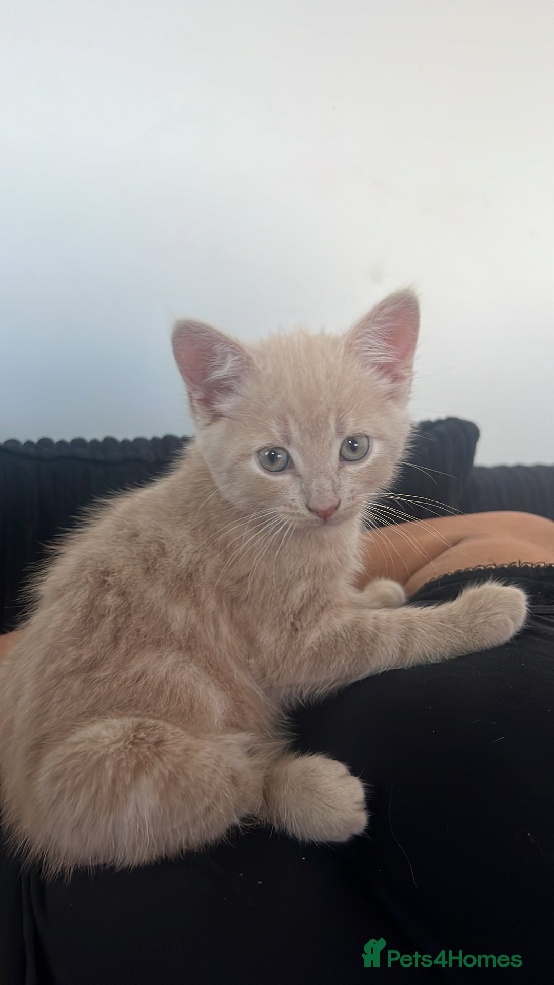 Domestic Shorthair cats for sale: Beautiful kittens ❤️❤️ - Image 20