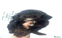 Cockapoo dogs for sale: Health tested cockapoo puppies for sale - Image 13