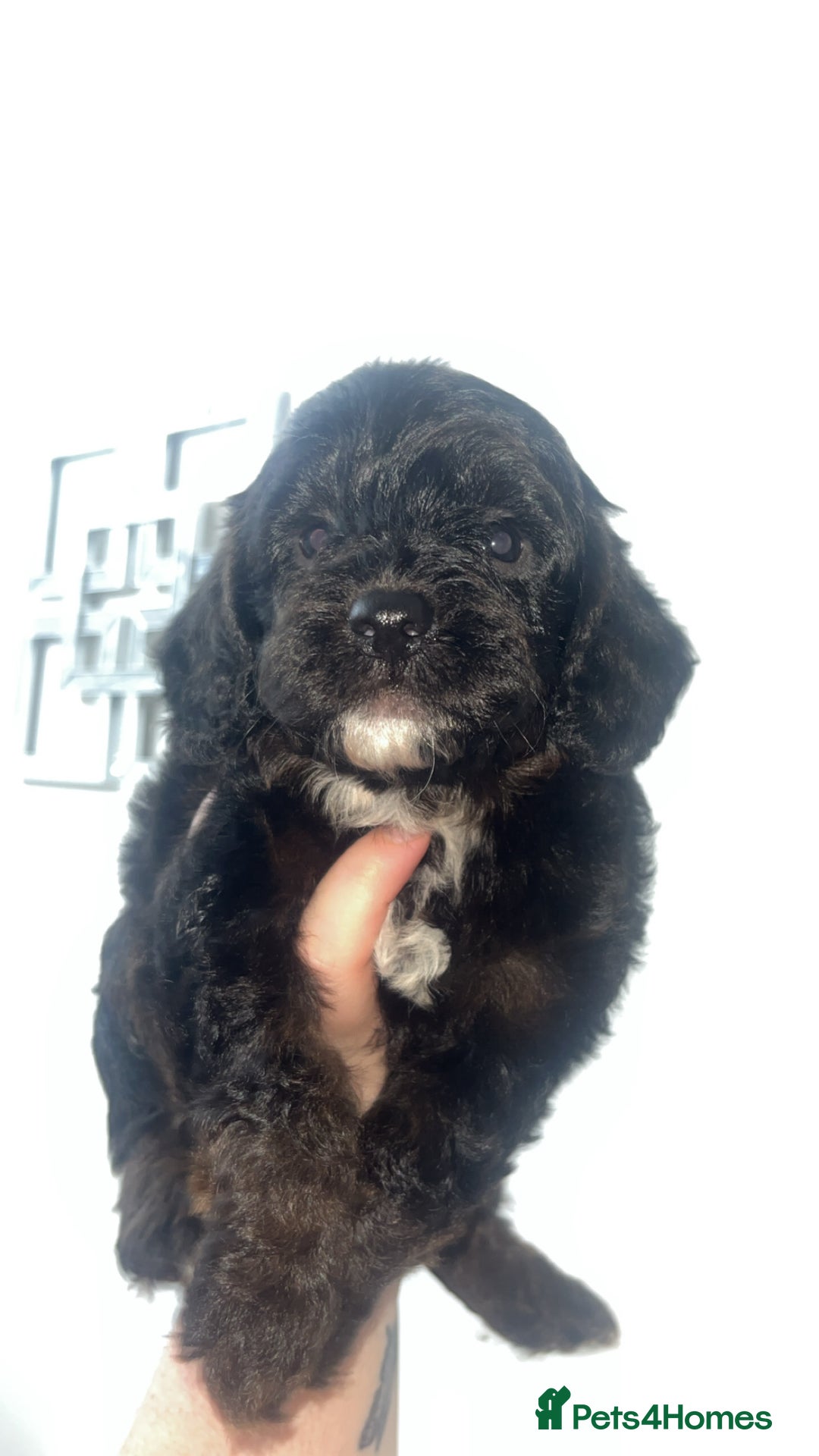 Cockapoo dogs for sale: Health tested cockapoo puppies for sale - Image 13